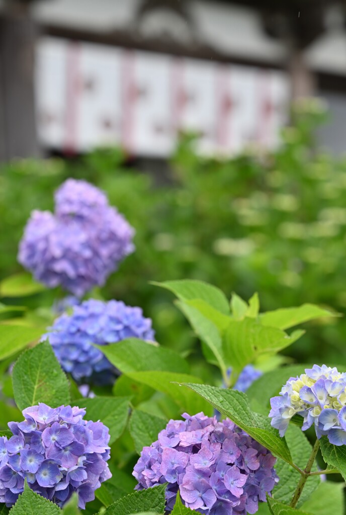紫陽花寺１
