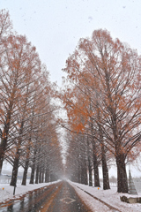 残り紅葉と雪１　メタセコイア並木