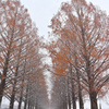 残り紅葉と雪１　メタセコイア並木