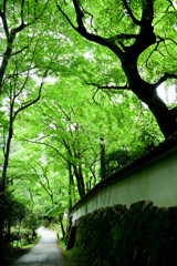 小雨の三千院