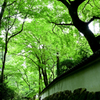 小雨の三千院