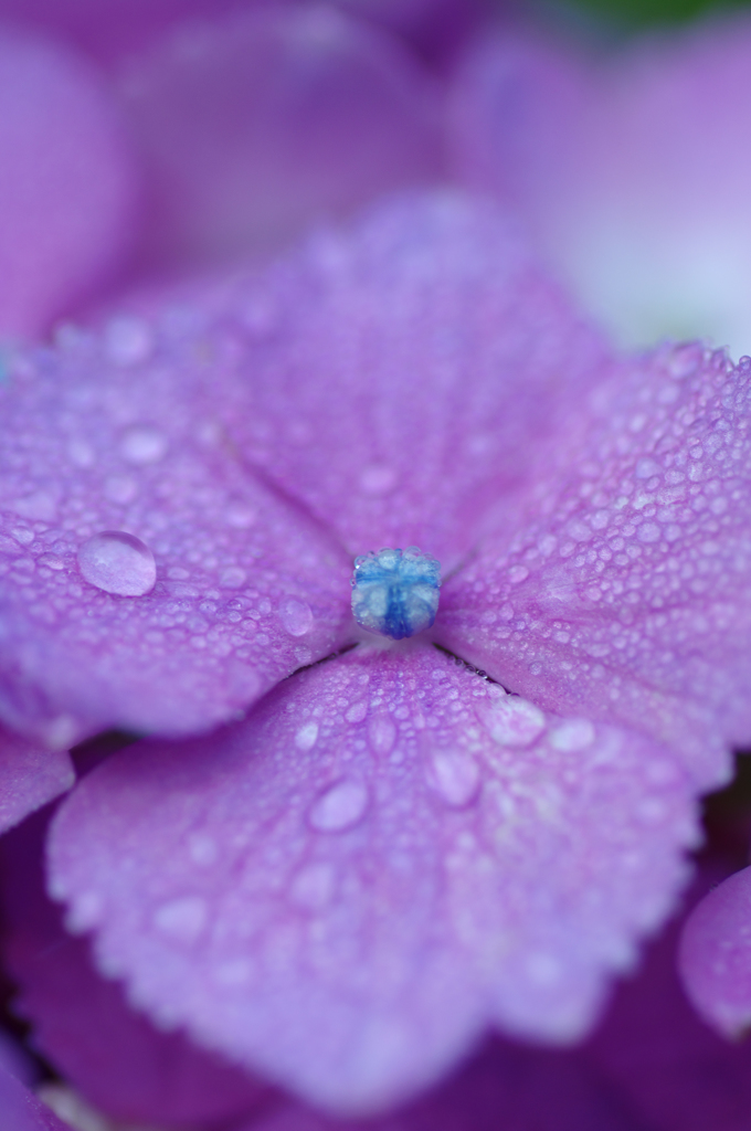 アジサイはやはり雨が似合います