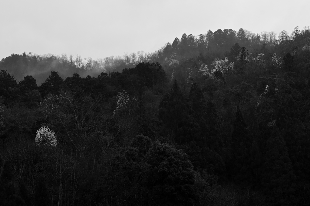 山桜1　小雨暮れなずむ丹波路
