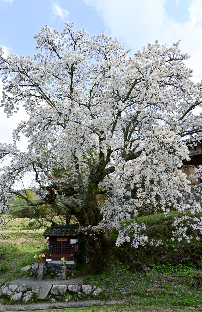 北向き地蔵の桜