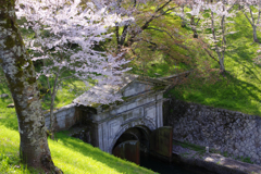 琵琶湖疎水　桜　氣象萬千