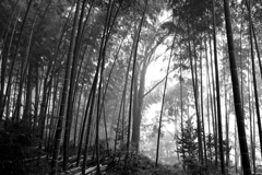 霧の竹林2
