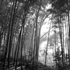 霧の竹林2