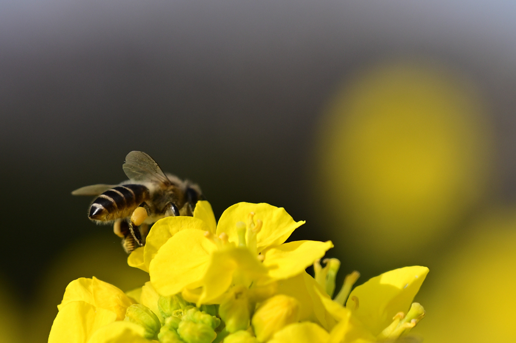 菜の花とミツバチ２