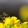 菜の花とミツバチ２