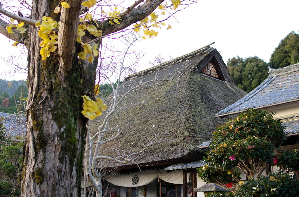 晩秋－禅定寺－