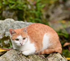 天龍寺　ねこちゃん