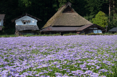 北山友禅菊 久多の里
