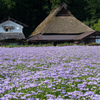 北山友禅菊 久多の里