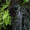 箱庭の滝　ひっそりと