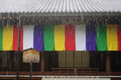 夏雨