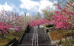 桃の階段