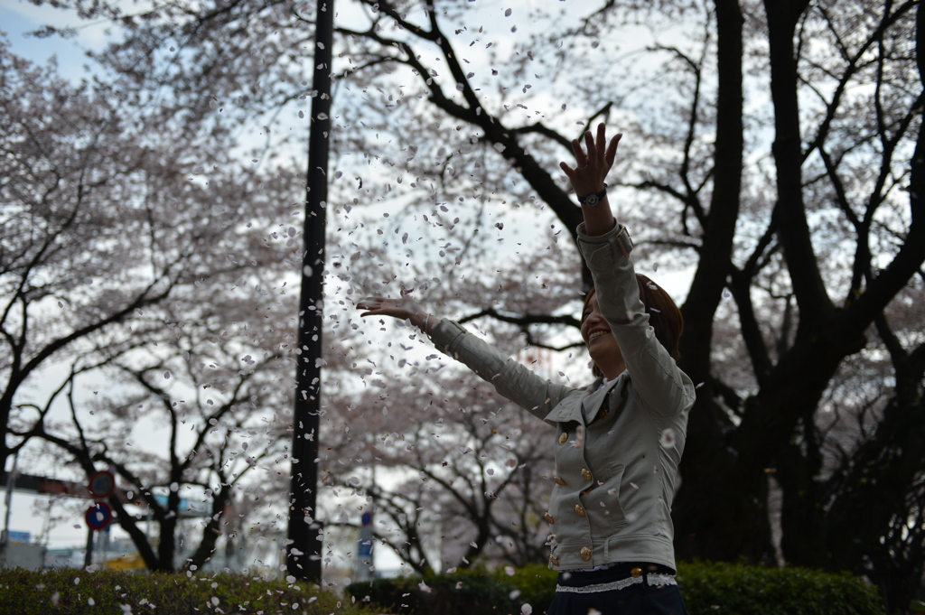 桜舞う