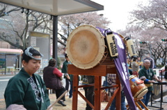 桜祭り太鼓