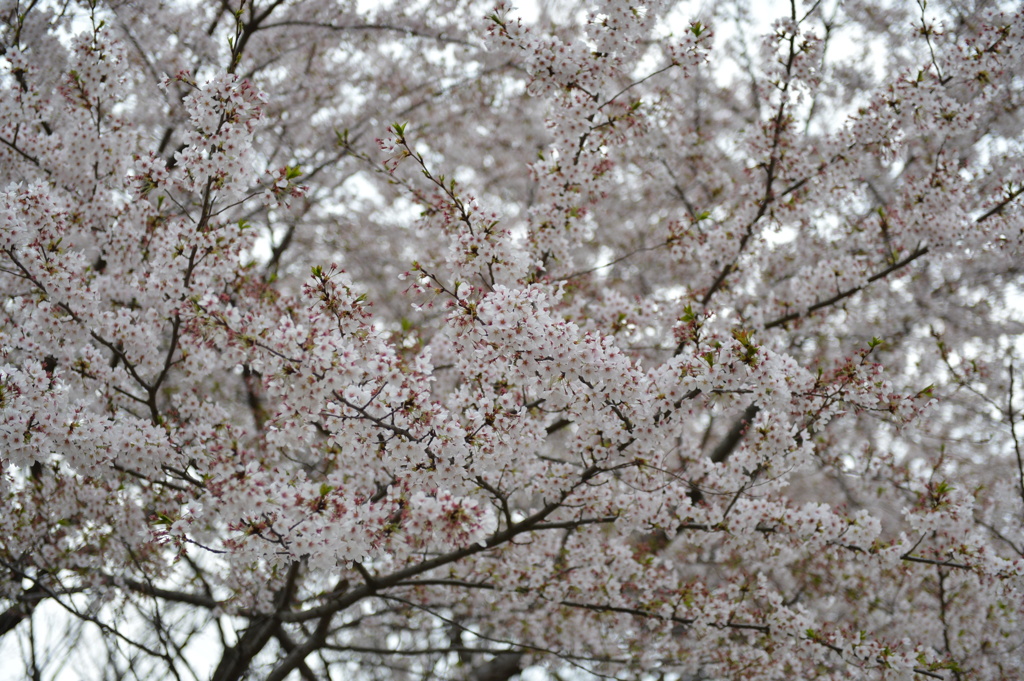 桜