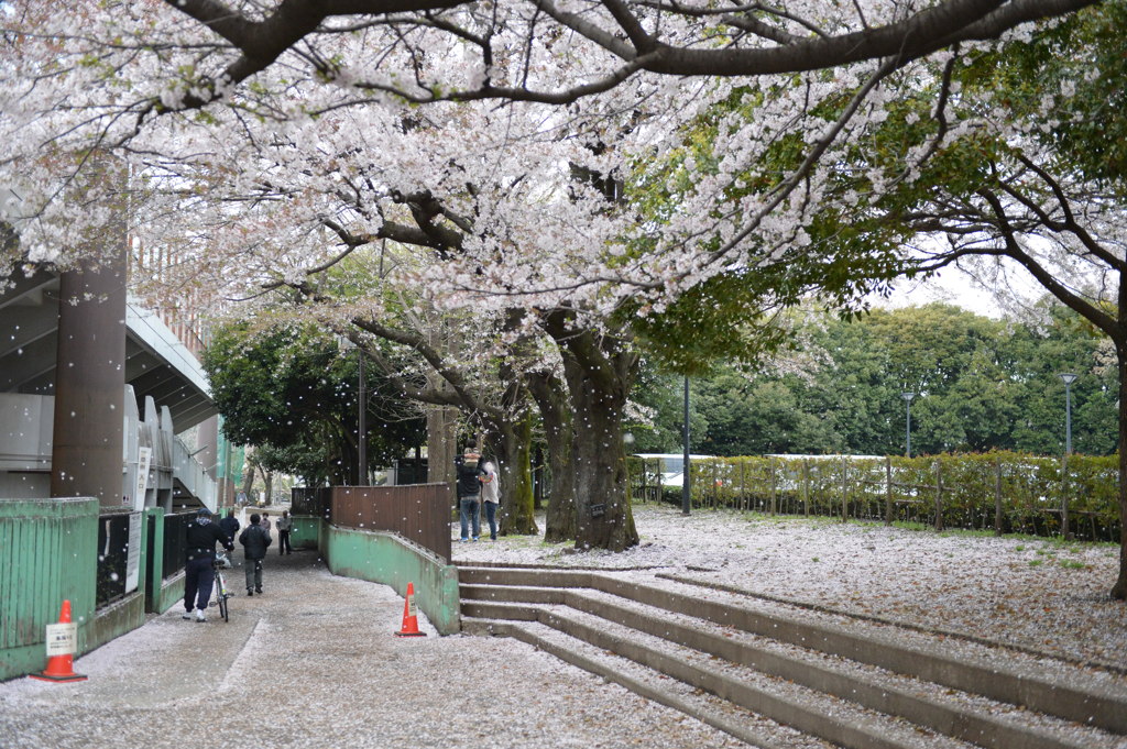 桜散る