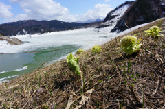大雪湖の春