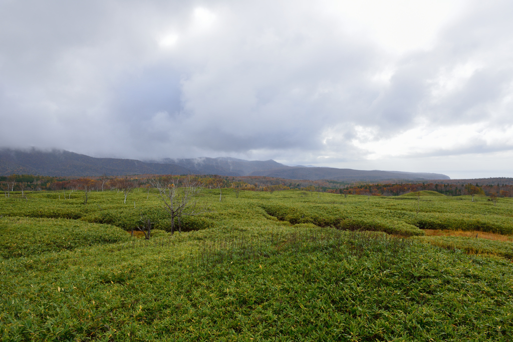 知床の原野