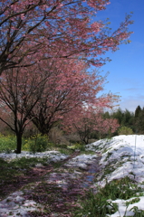 桜道