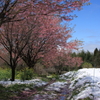 桜道