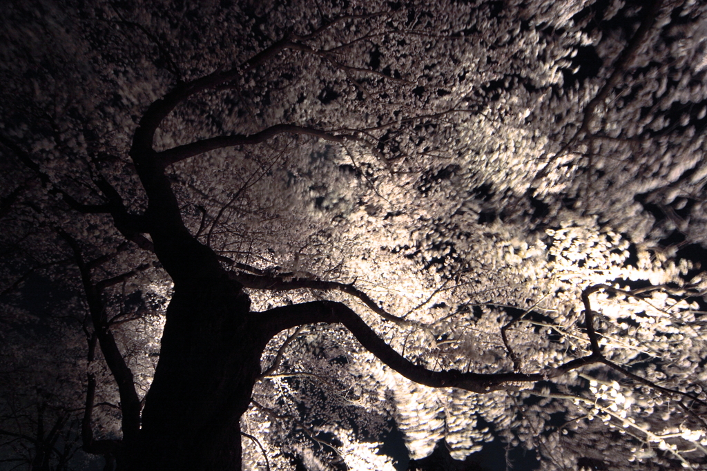 嵐の日の夜桜