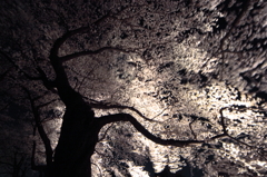 嵐の日の夜桜