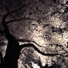 嵐の日の夜桜