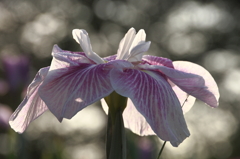 白菖蒲