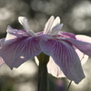 白菖蒲