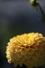 a flowerⅧ