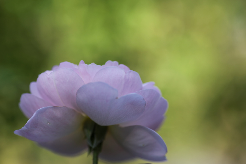 a flowerⅤ