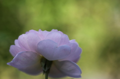a flowerⅤ