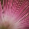 a flowerⅢ