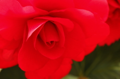 a flowerⅡ