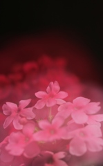 華やかさと妖艶