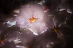 花弁