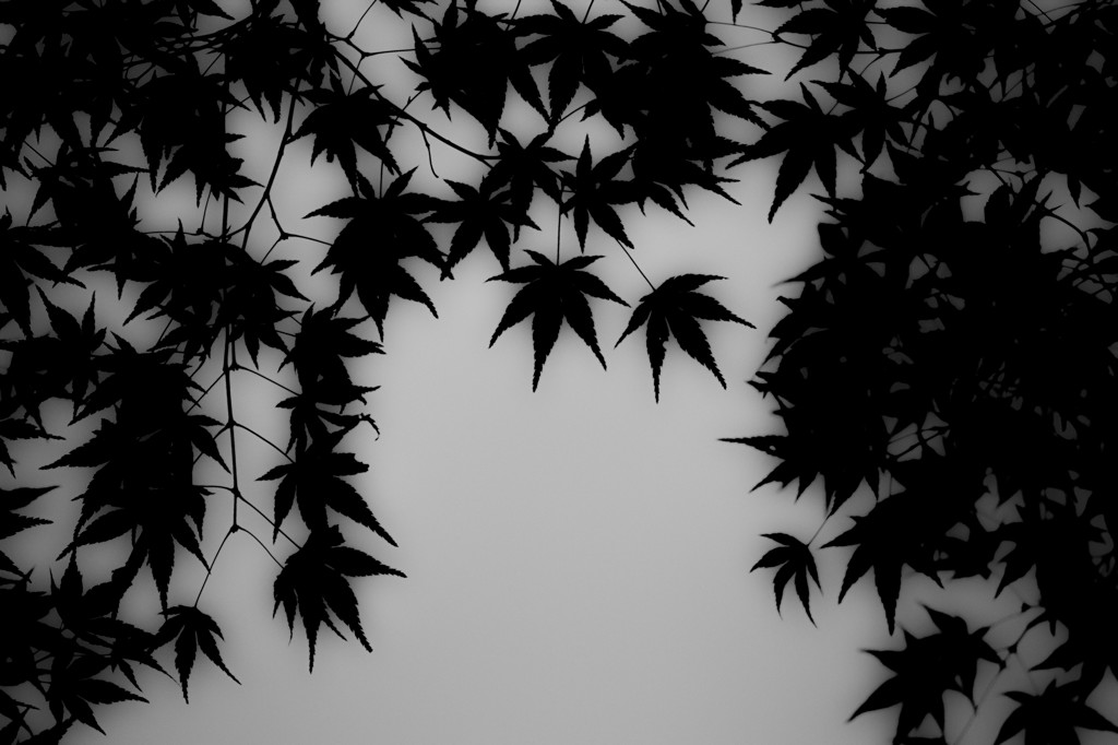 紅葉２