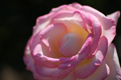 a flowerⅣ
