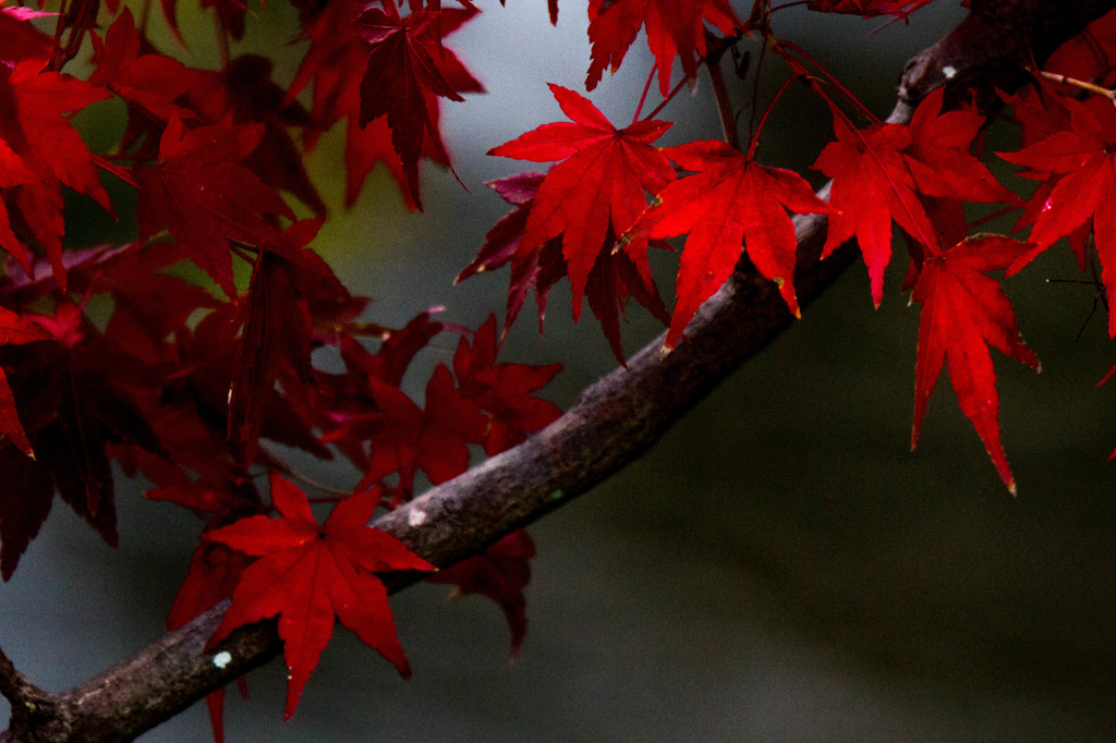 紅葉