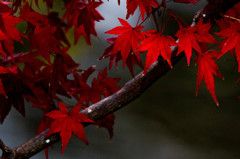 紅葉
