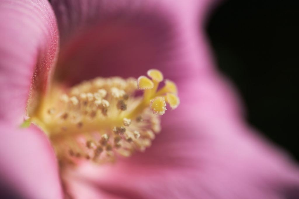 a flower