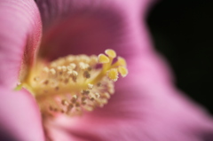 a flower