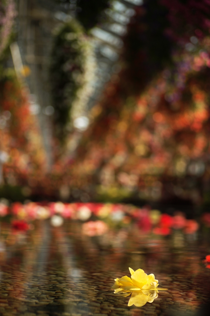 a flowerⅦ