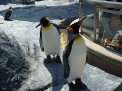 ペンギン
