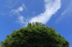 この木何の木