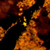 stardustⅡ